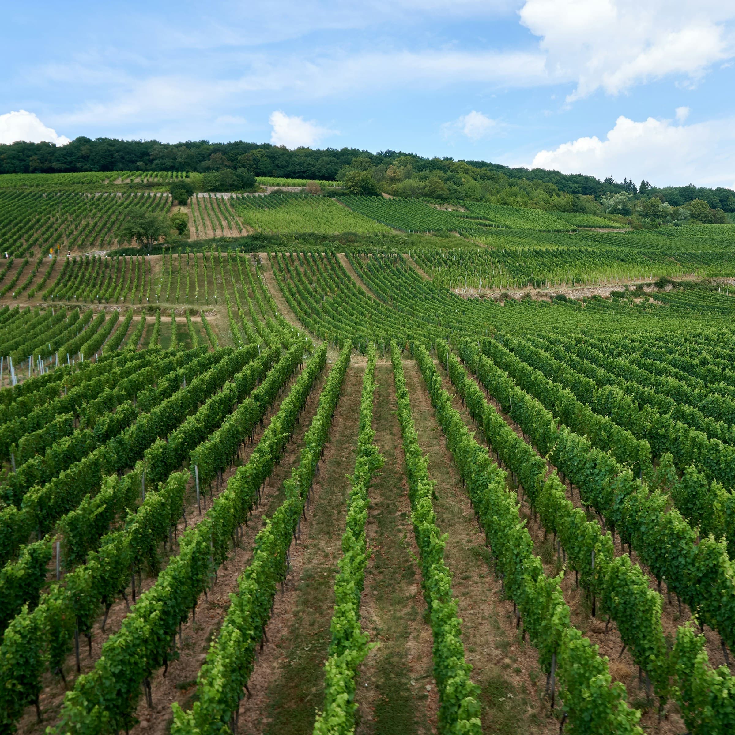 Die Weinterrassen des Auersberg